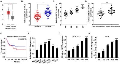 LncRNA HCP5 Induces Gastric Cancer Cell Proliferation, Invasion, and EMT Processes Through the miR-186-5p/WNT5A Axis Under Hypoxia